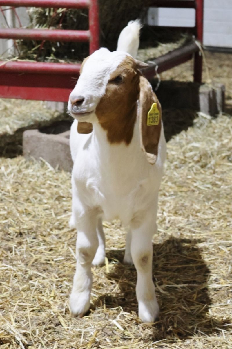 Bear Creek BC R1383 - Boer Goat Wether
