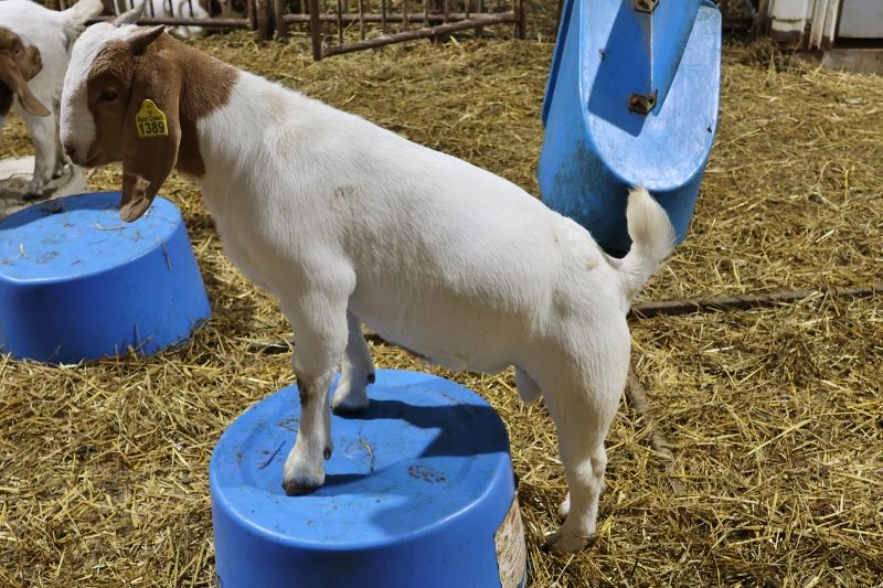 Bear Creek BC R1389 - Boer Goat Buck