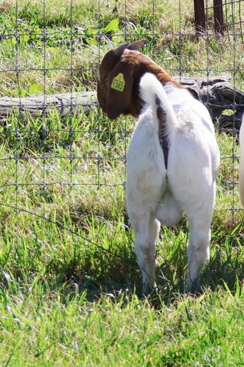 Bear Creek BC R1382 - Boer Goat Buck