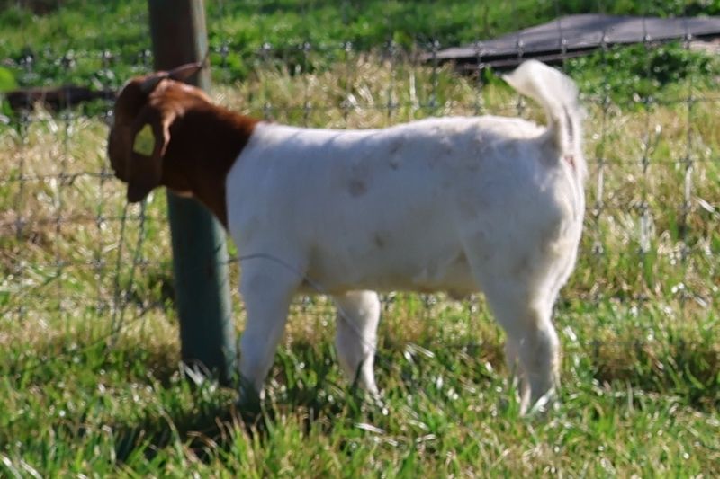 Bear Creek BC R1382 - Boer Goat Buck