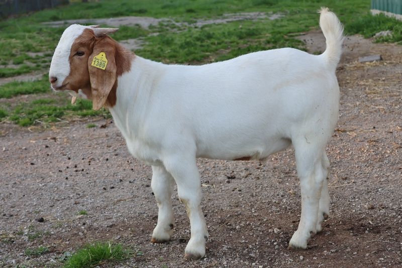 Bear Creek BC R1389 - Boer Goat Buck