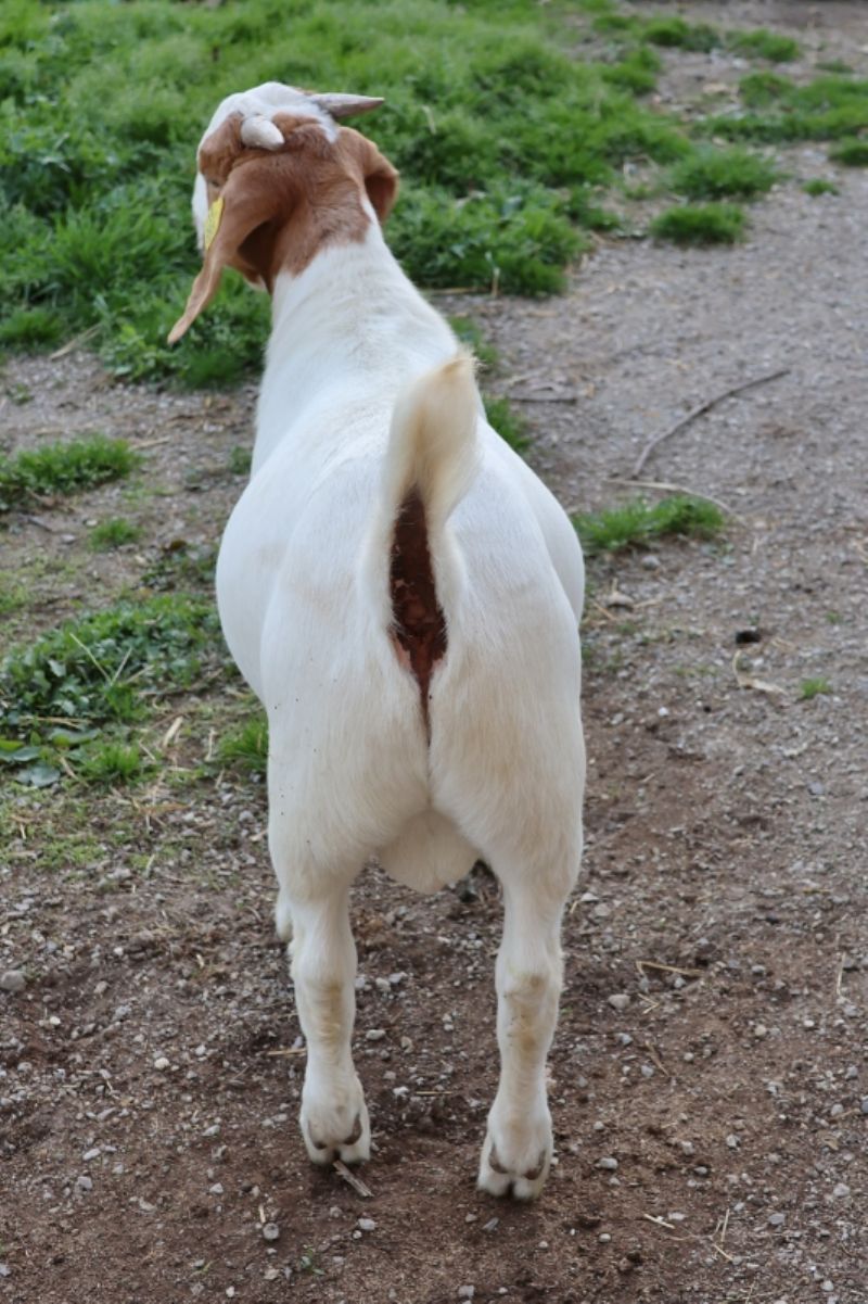 Bear Creek BC R1389 - Boer Goat Buck