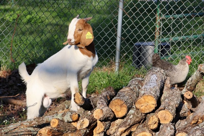 Bear Creek BC R1377 - Boer Goat Buck