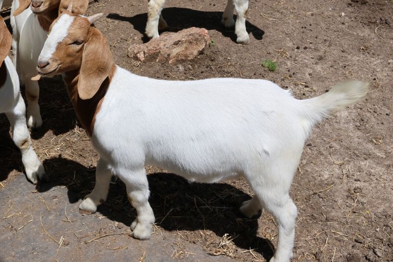 Bear Creek BC R1378 - Boer Goat Doe