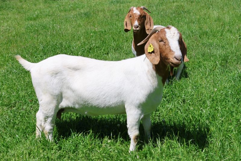 Bear Creek BC L1177 Sheeza Rip Reg # 10912743 - Boer Goat Doe