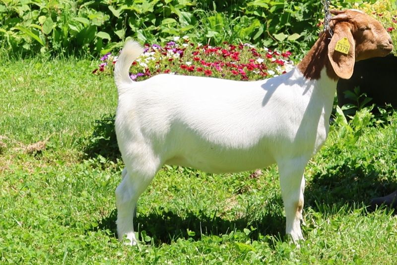 Bear Creek BC R1379 - Boer Goat Doe