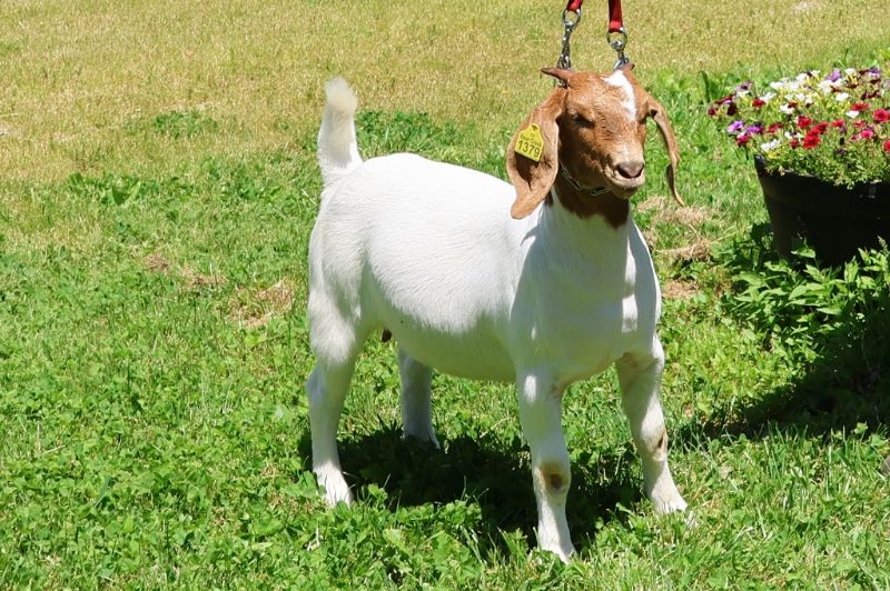 Bear Creek BC R1379 - Boer Goat Doe
