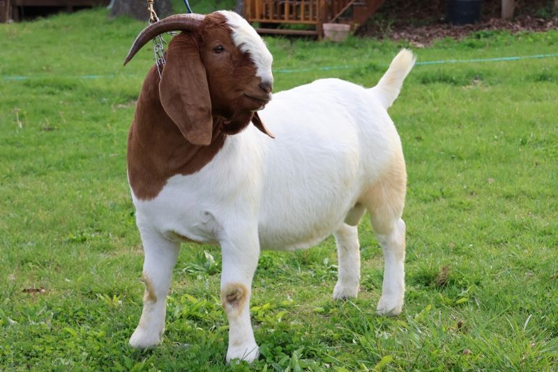 Bear Creek BC M1223 Claire Reg # 10955904 - Boer Goat Doe