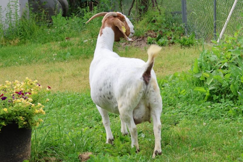 Bear Creek BC M1223 Claire Reg # 10955904 - Boer Goat Doe