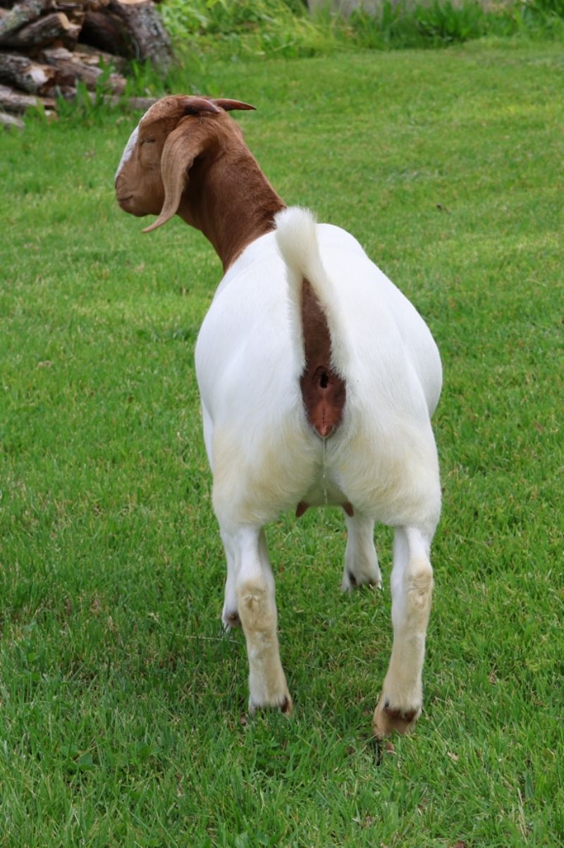 Bear Creek BC R1390 - Boer Goat Doe