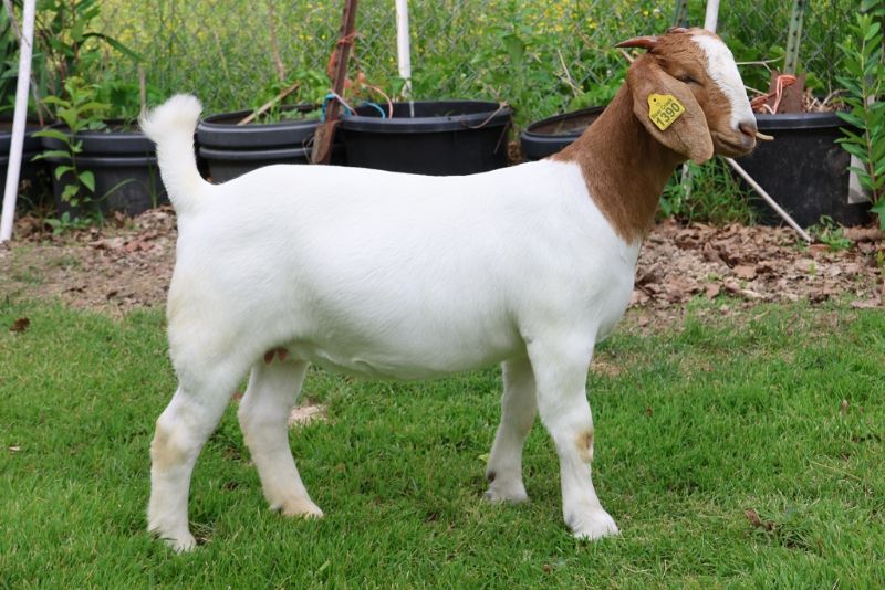 Bear Creek BC R1390 - Boer Goat Doe