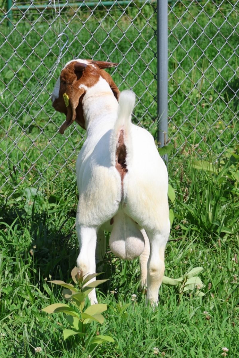 Bear Creek BC S1395 - Boer Goat Buck