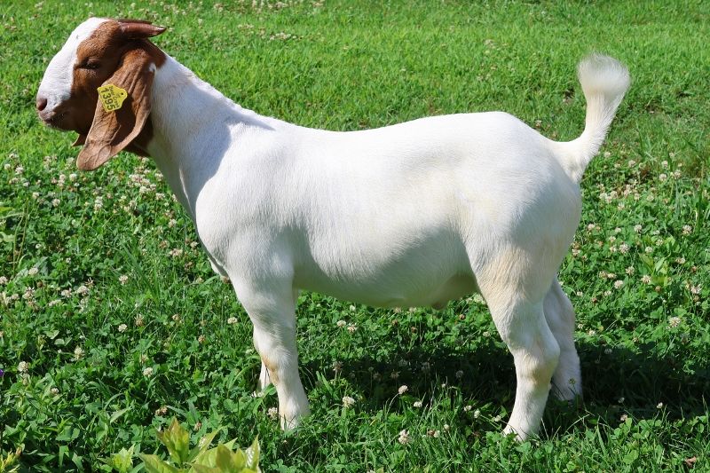 Bear Creek BC S1395 - Boer Goat Buck