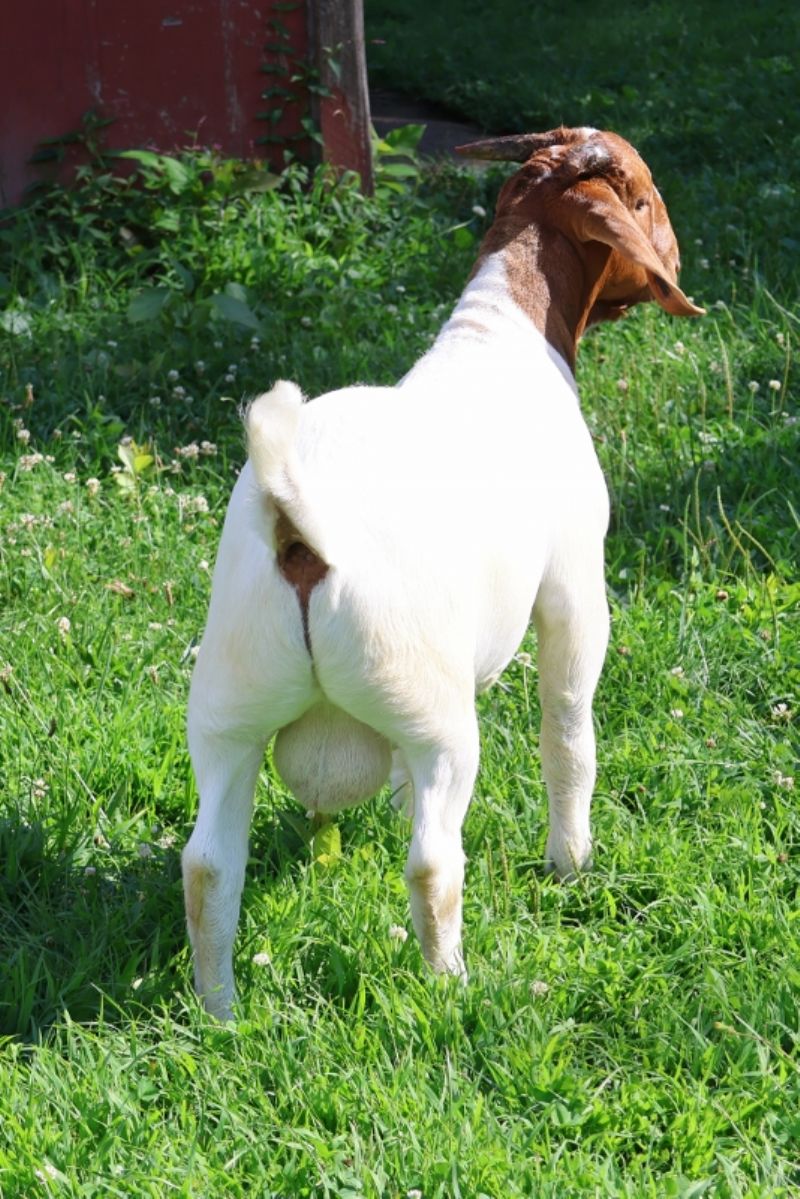 Bear Creek BC S1401 Storm Chaser - Boer Goat Buck