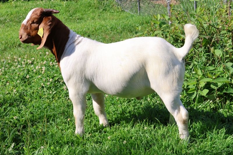 Bear Creek BC S1401 Storm Chaser - Boer Goat Buck