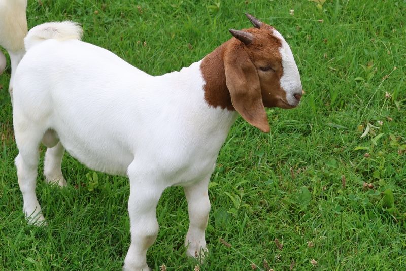 Bear Creek BC S1405 - Boer Goat Buck
