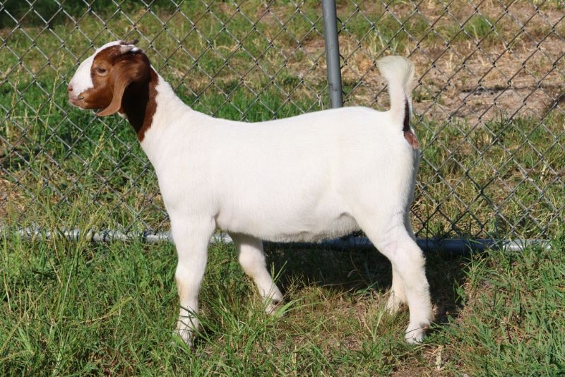 Bear Creek BC S1399 - Boer Goat Doe