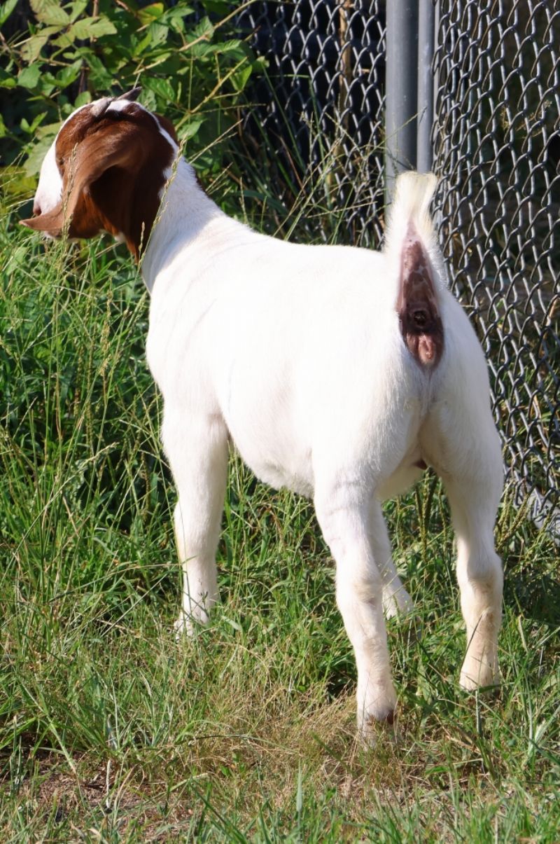 Bear Creek BC S1399 - Boer Goat Doe