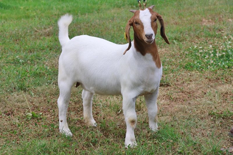 Bear Creek BC S1309 - Boer Goat Doe