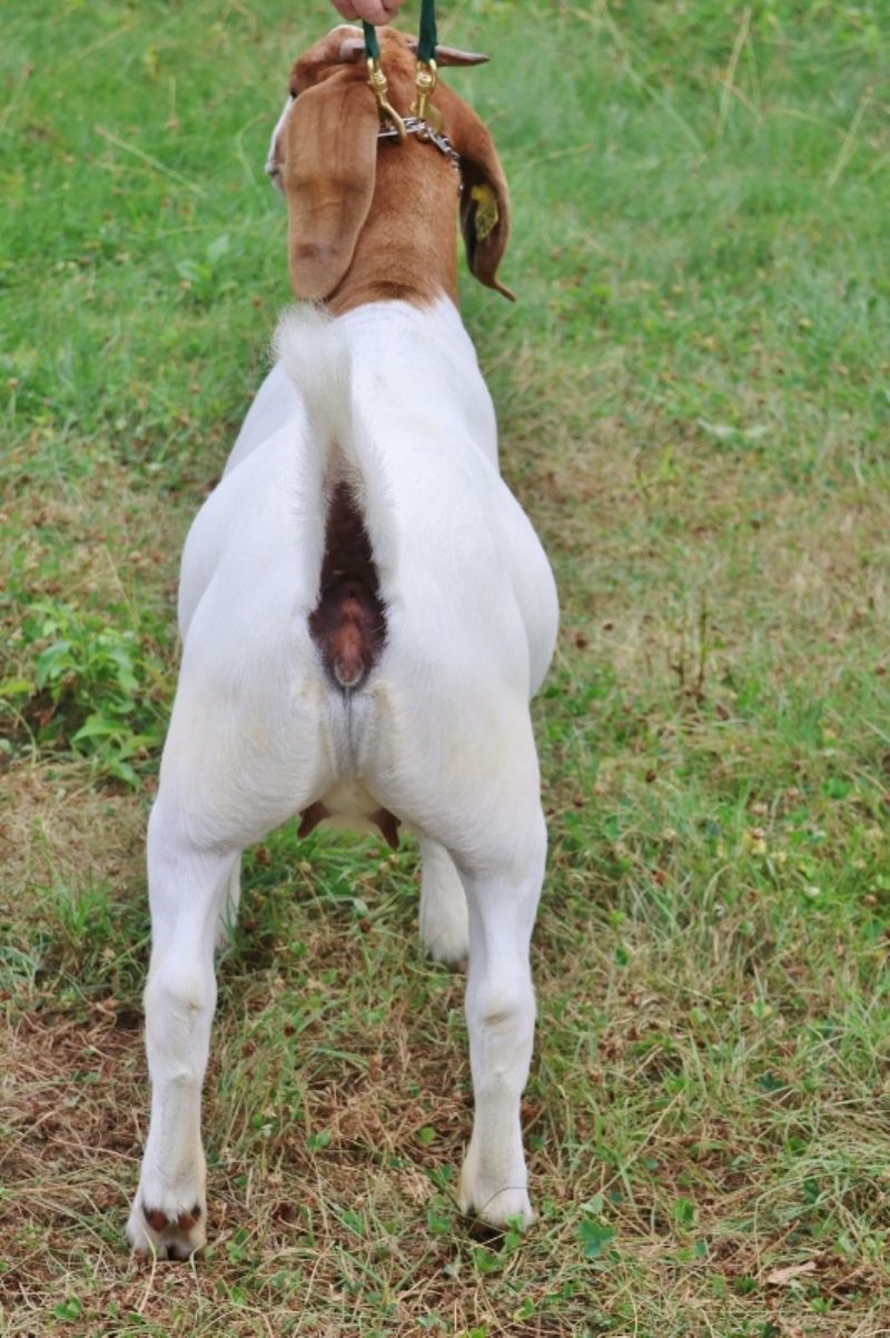 Bear Creek BC S1309 - Boer Goat Doe
