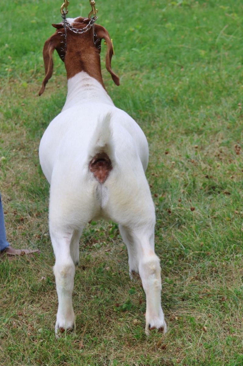Bear Creek BC S1413 - Boer Goat Doe
