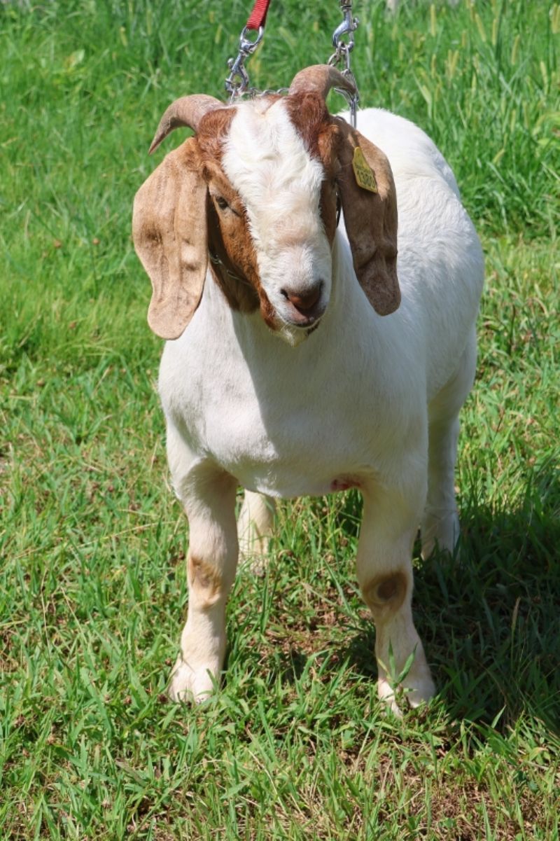 Bear Creek BC S1380 Gabriel - Boer Goat Buck