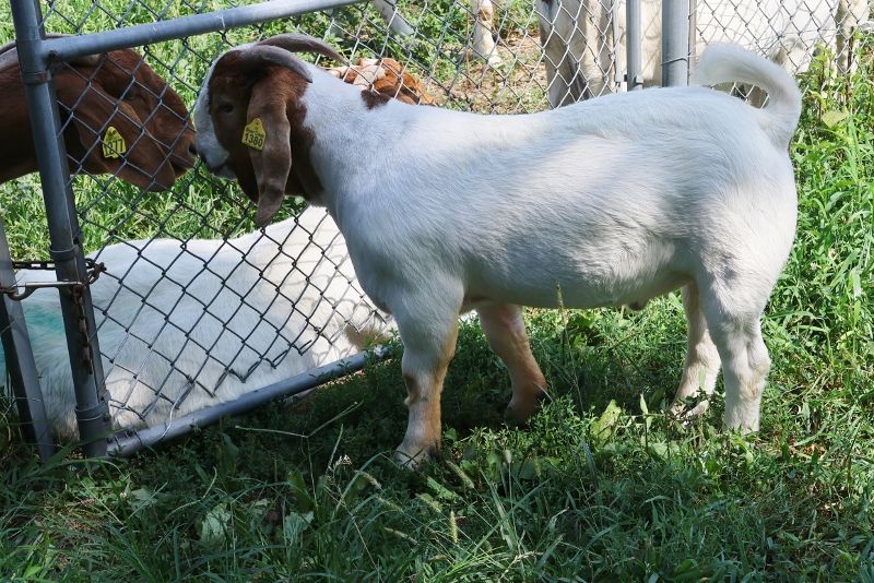 Bear Creek BC S1380 Gabriel - Boer Goat Buck