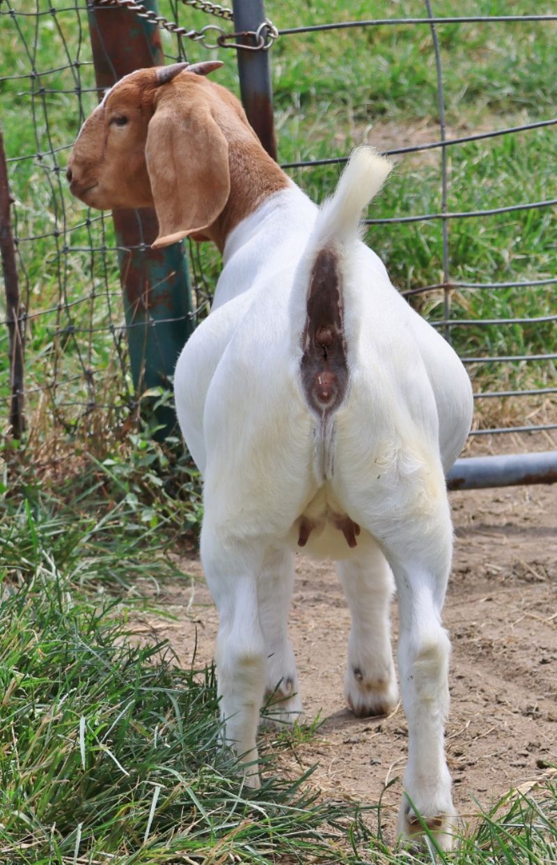 Bear Creek BC S1421 - Boer Goat Doe