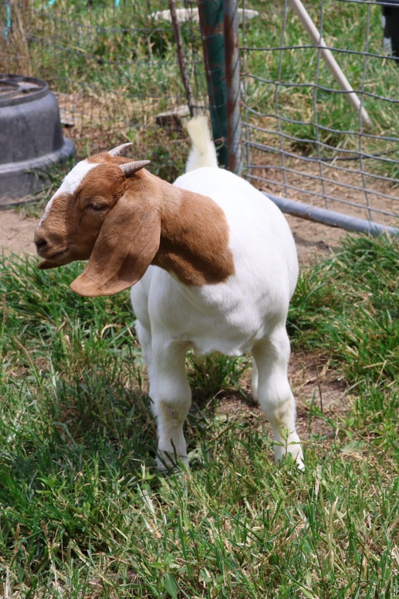 Bear Creek BC S1421 - Boer Goat Doe
