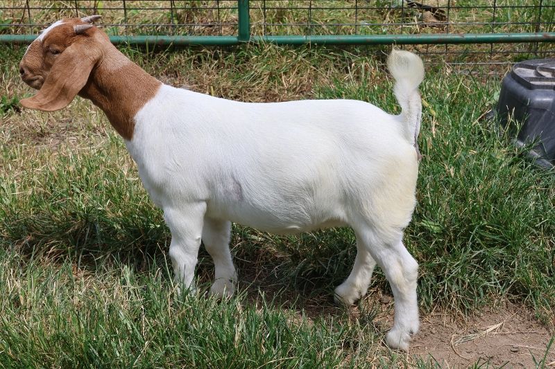 Bear Creek BC S1421 - Boer Goat Doe