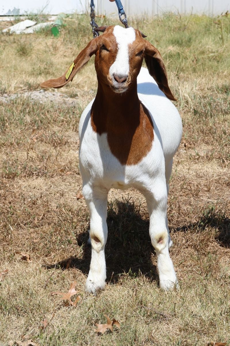Bear Creek BC S1410 - Boer Goat Doe