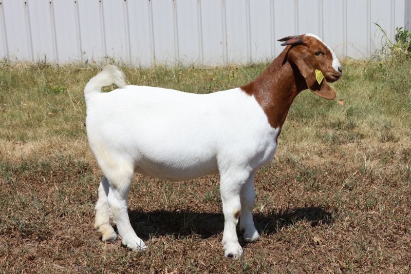 Bear Creek BC S1410 - Boer Goat Doe