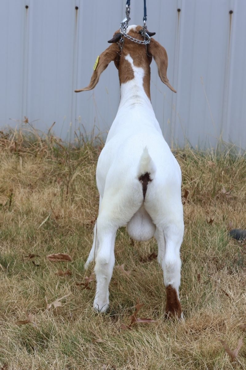 Bear Creek BC S1425 - Boer Goat Buck