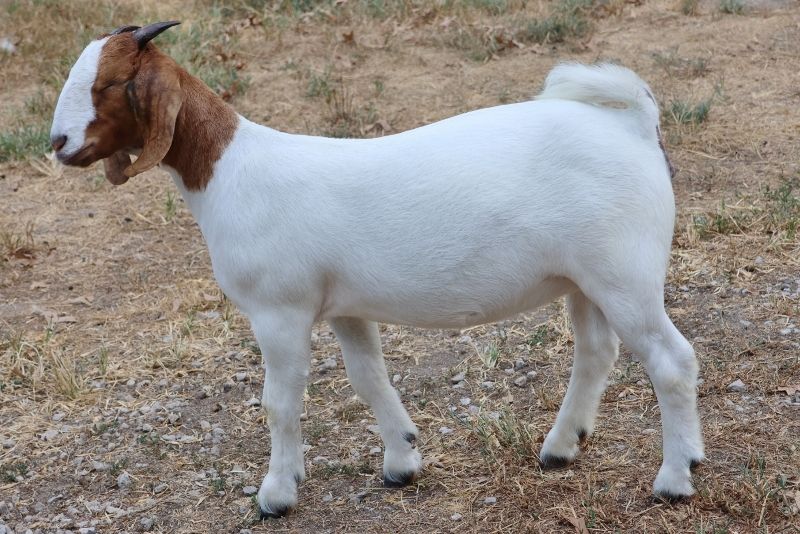 Bear Creek BC S1423 - Boer Goat Doe