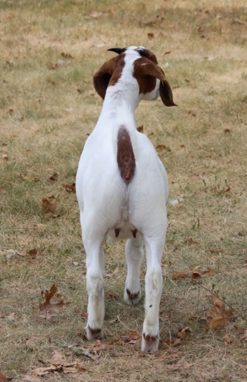 Bear Creek BC S1424 - Boer Goat Doe
