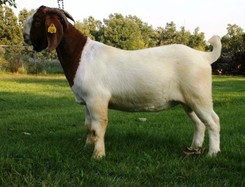 Bear Creek BC W216 Dooley - Boer Goat Buck