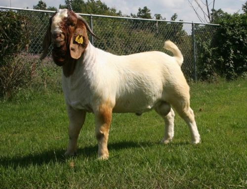 Bear Creek BC V203 Dancing Bear - Boer Goat Buck