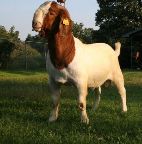 Bear Creek BC W216 Dooley - Boer Goat Buck