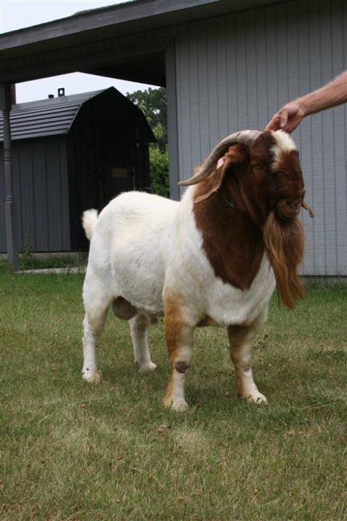 DSM Richard *Ennobled 6/06/2006* - Boer Goat Buck