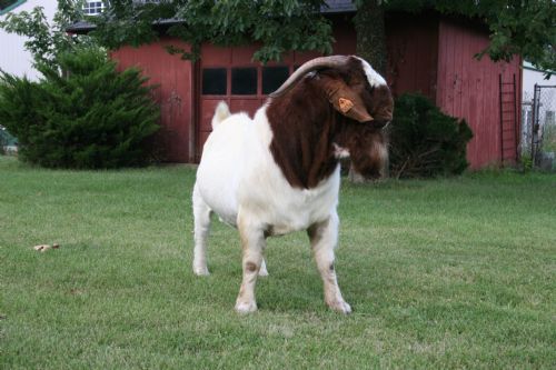 FSE 5026     1/12/2005 - 07/30/2007 - Boer Goat Buck