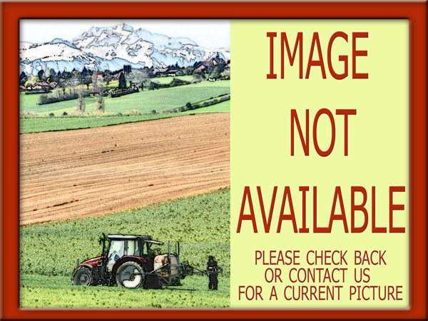 Bear Creek BC M1253 Adeline - Boer Goat Doe