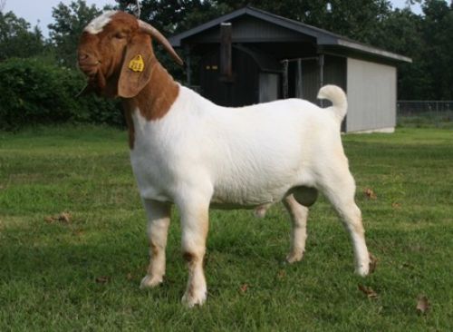 Bear Creek BC W213 Joshua - Boer Goat Buck