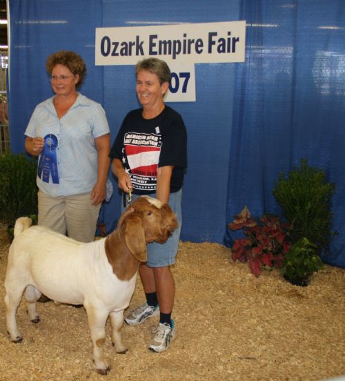 Bear Creek BC W213 Joshua - Boer Goat Buck