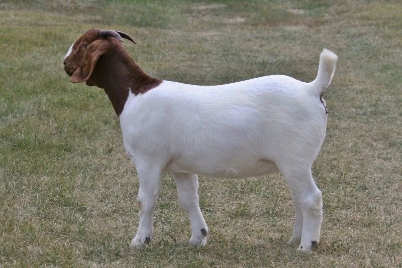 Bear Creek BC C757 Boer Goat Doe