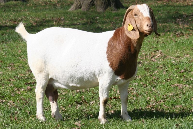Boer Goats For Sale in Missouri from Bear Creek Boers