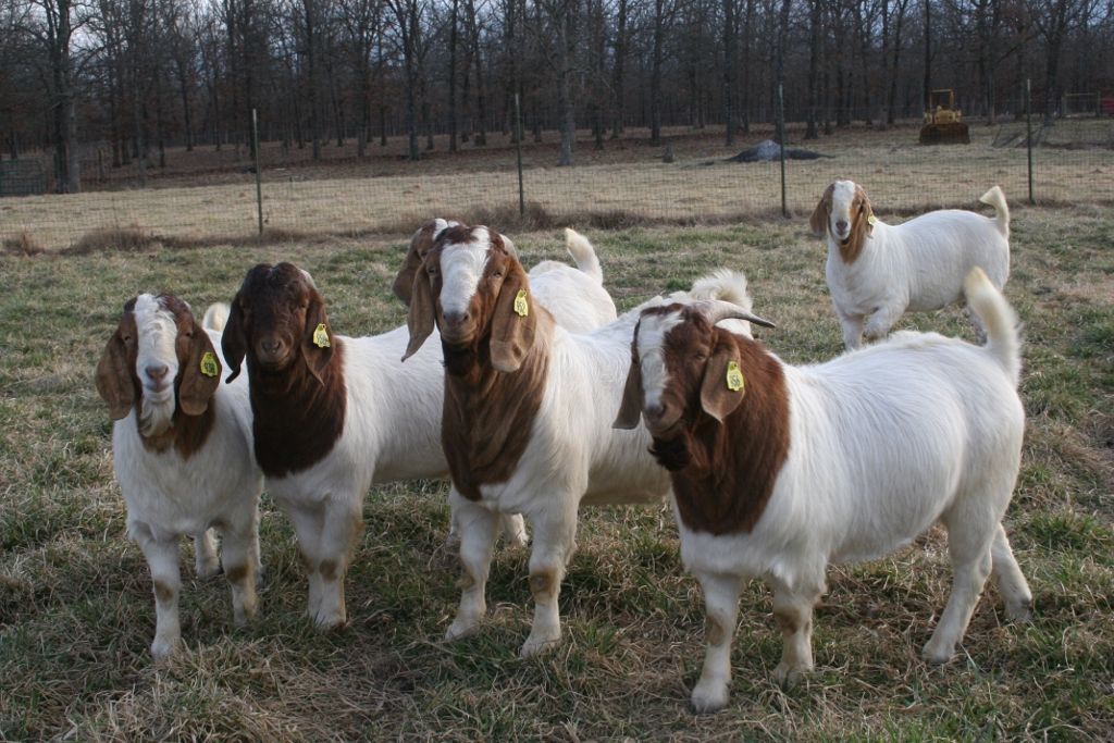 Boer Goats For Sale in Missouri from Bear Creek Boers