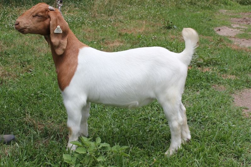 Boer Goat Wethers For Sale in Missouri from Bear Creek Boers