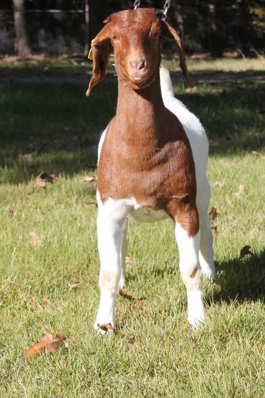 Boer Goat Does For Sale in Missouri from Bear Creek Boers
