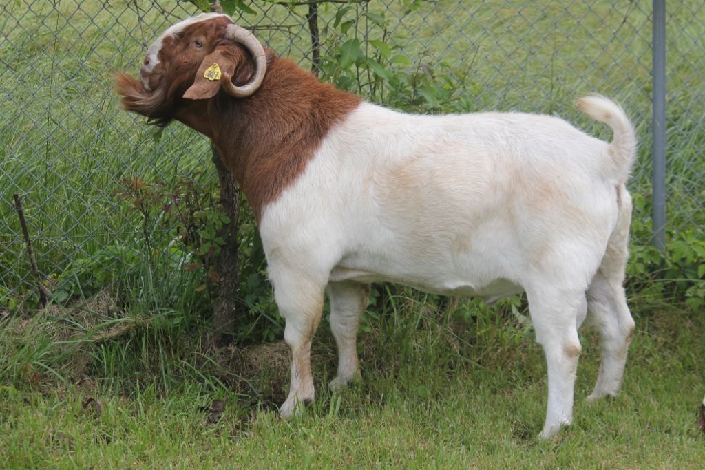 Boer Goat Bucks at Bear Creek Boers