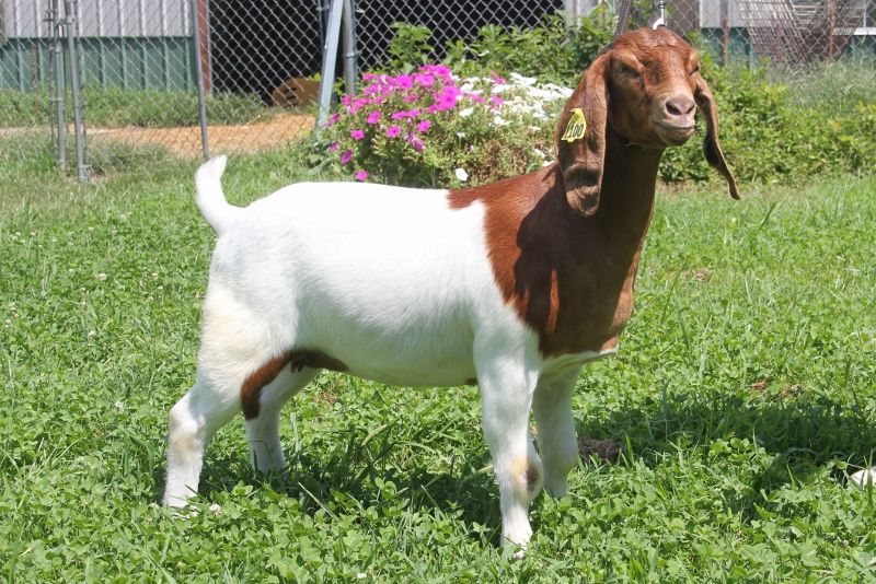 Boer Goats For Sale in Missouri from Bear Creek Boers